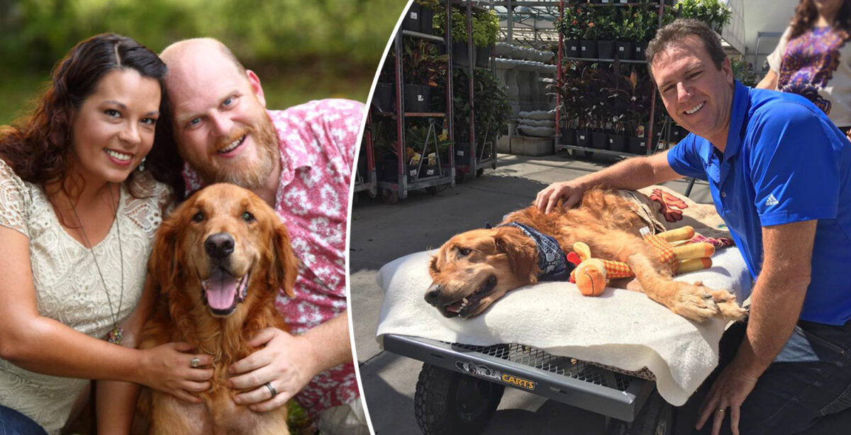 Les propriétaires d&rsquo;un chien rescapé dépensent toutes leurs économies pour lui offrir une dernière «promenade»