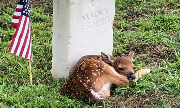 Un petit faon est repéré dans un cimetière, blotti contre la pierre tombale d&rsquo;un soldat inconnu