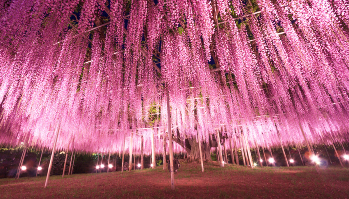 Cette immense glycine du Japon, vieille de près de 150 ans, ressemble à un nuage rose