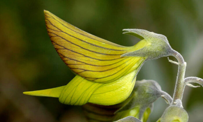 Les pétales de cette fleur australienne ressemblent à de parfaits petits colibris