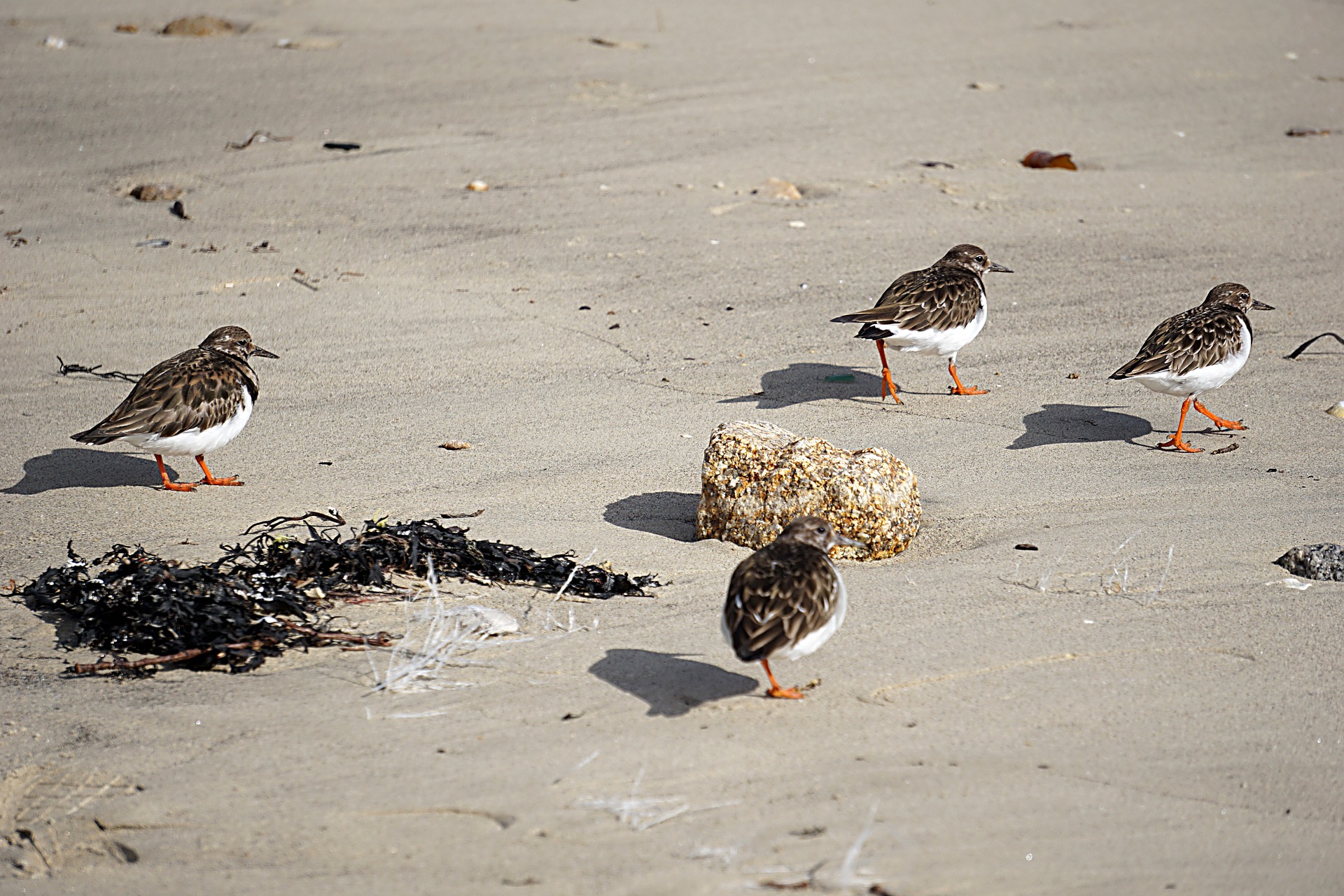 Des plages fermées pour protéger le gravelot, un oiseau en danger avec le déconfinement