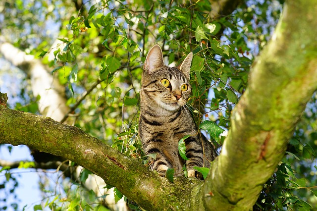 Chambéry : le sauvetage de Cookie, petite chatte coincée depuis 4 jours dans un arbre à 20 m de haut
