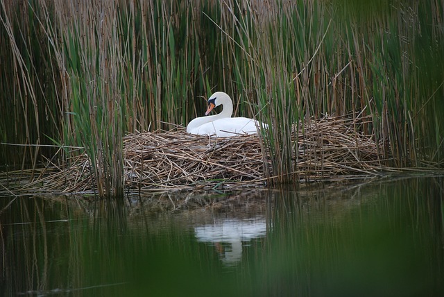 Des adolescents lapident un nid de cygne avec des briques, la maman cygne meurt de chagrin