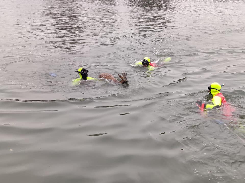 Trois pompiers se jettent à l&rsquo;eau pour sauver un chevreuil à Bouchain dans le Nord
