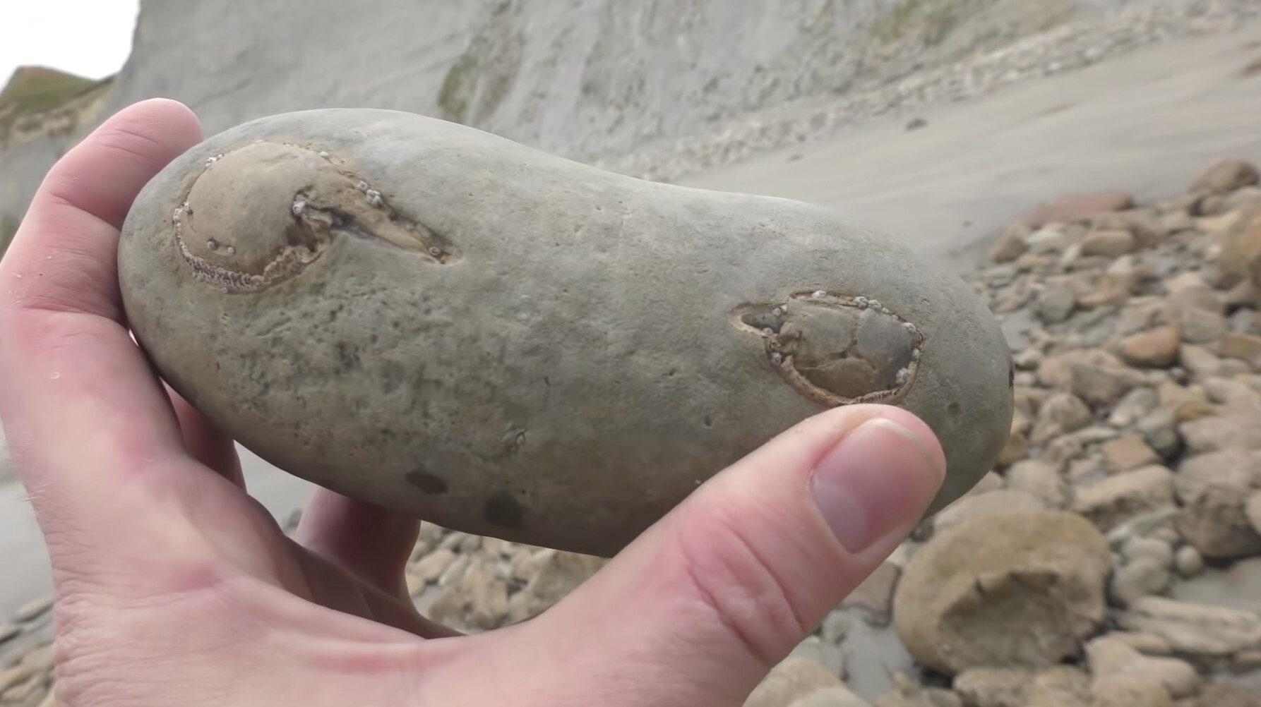 Un homme trouve un crabe fossilisé vieux de 12 millions d&rsquo;années, caché dans un caillou sur la plage (vidéo)
