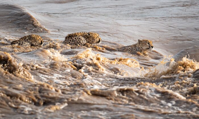 Des photos captivantes d&rsquo;une fratrie de 5 guépards traversant une rivière infestée de crocodiles au Kenya