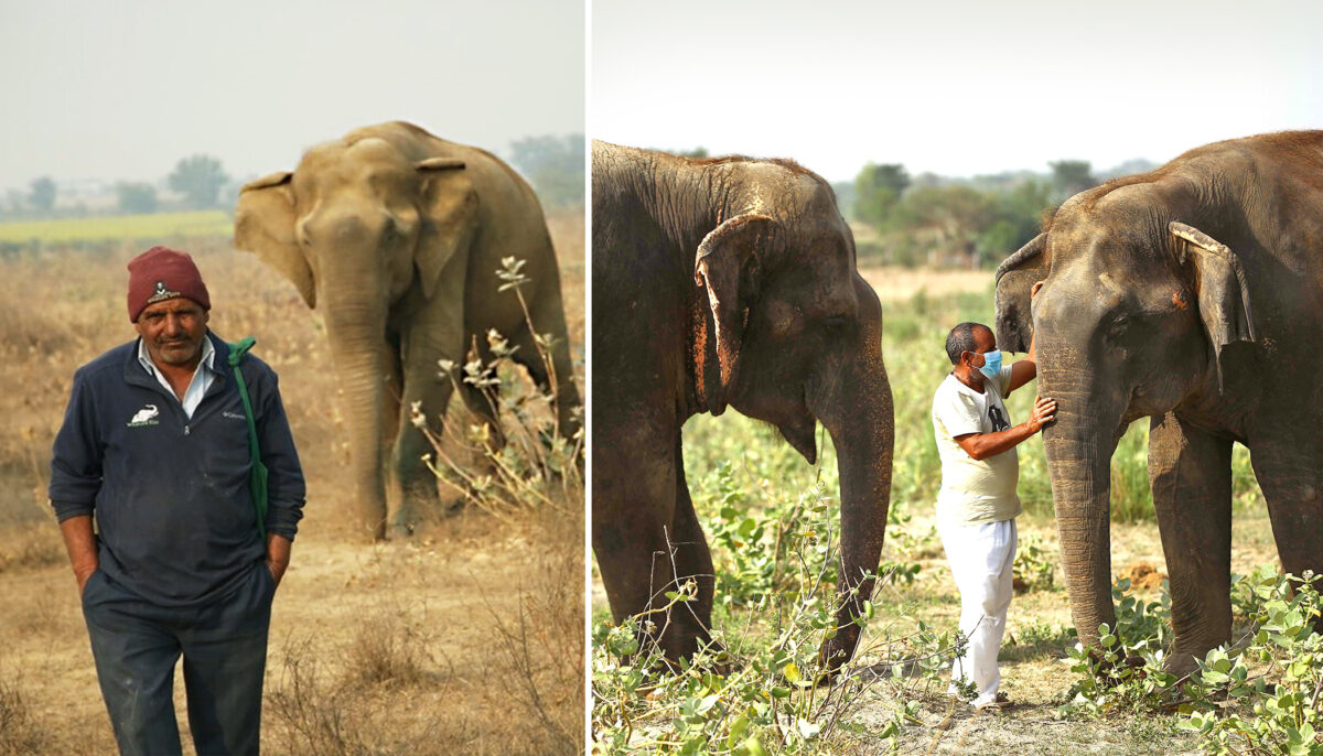 Un gardien d&rsquo;éléphants depuis 11 ans partage son amour pour ces animaux