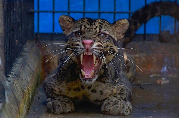 Vidéo – Naissance rarissime d&rsquo;un tigre de Sumatra dans un zoo en Pologne