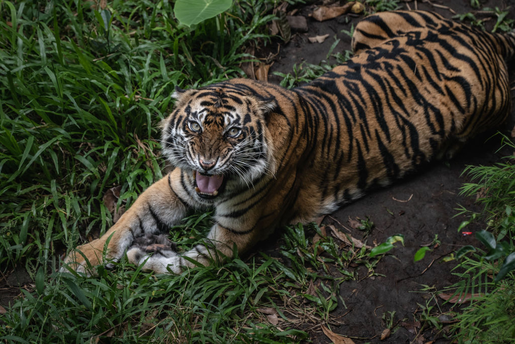 Indonésie: encore un nouveau cas d’empoisonnement présumé d’un tigre de Sumatra, une espèce gravement menacée
