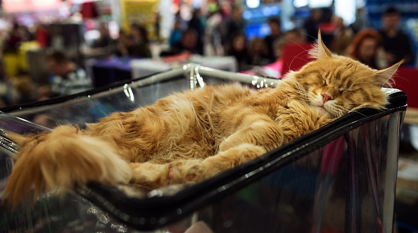 Rubble, le plus vieux chat du monde, est mort à l&rsquo;âge de 31 ans, soit l&rsquo;équivalent de 150 années humaines