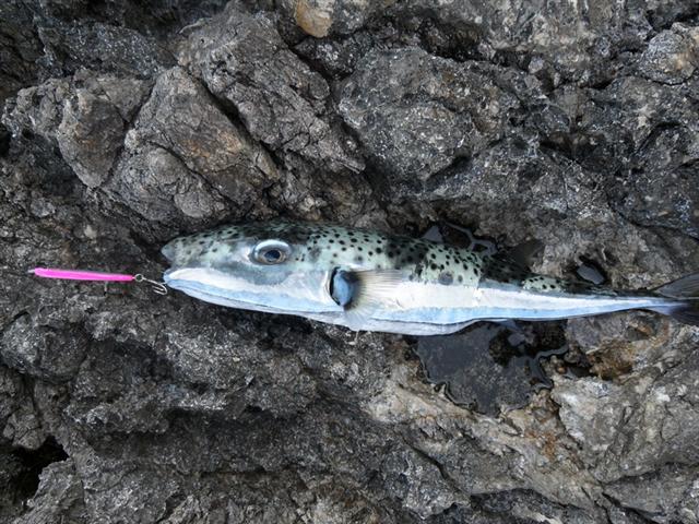 Le poisson-lièvre, un pois(s)on mortel, continue son expansion en Méditerranée