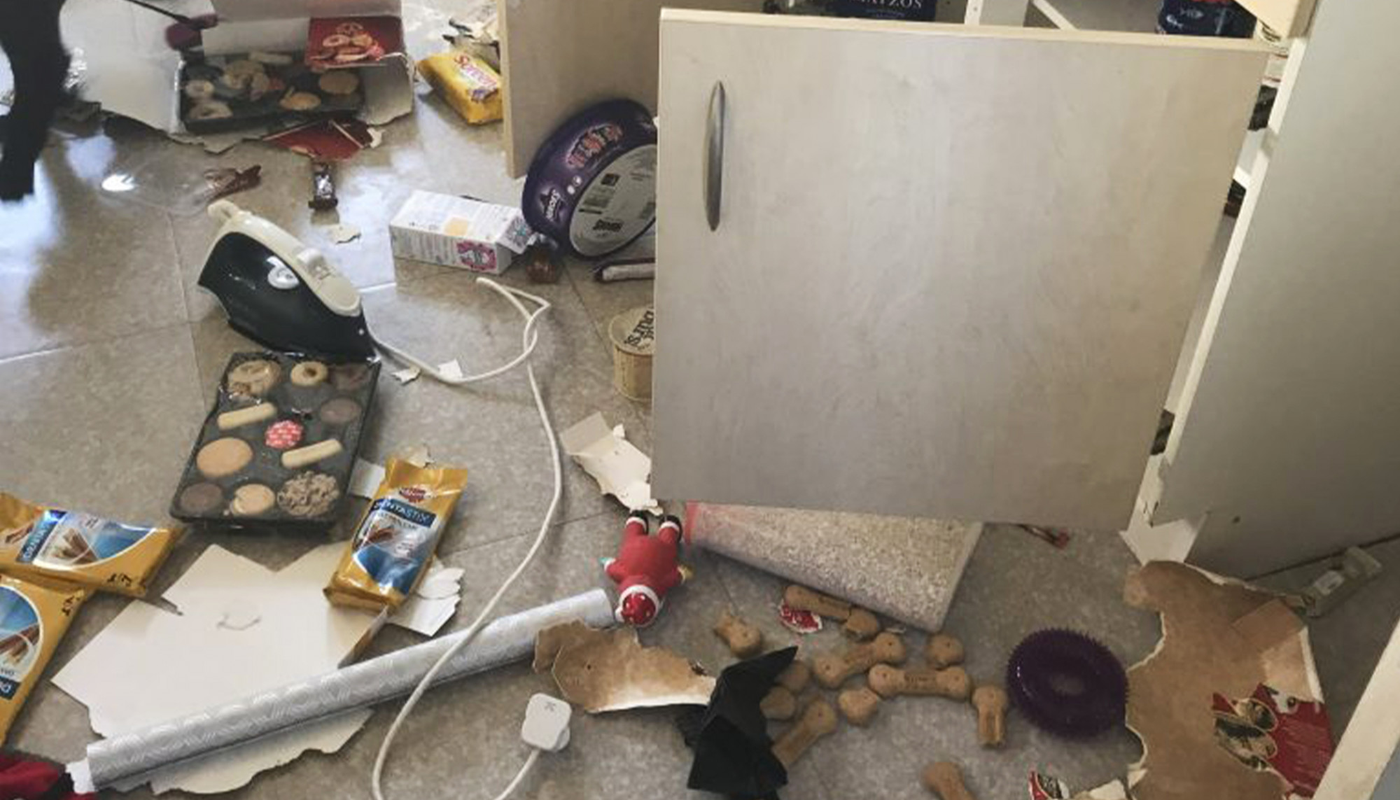 Une famille pense que sa maison a été cambriolée jusqu&rsquo;à ce qu&rsquo;elle trouve les traces de morsure de sa chienne malicieuse