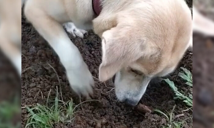 Vidéo : une chienne déterre son chiot mort et tente désespérément de le ramener à la vie