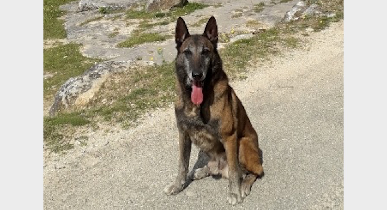 Gard : le chien gendarme Narko prend sa retraite après 1.000 missions et 4 millions € retrouvés