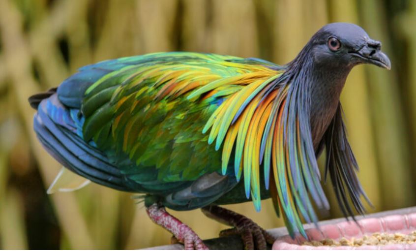 Les 6 espèces de pigeons les plus spectaculaires au monde : il faut voir ces superbes oiseaux pour le croire