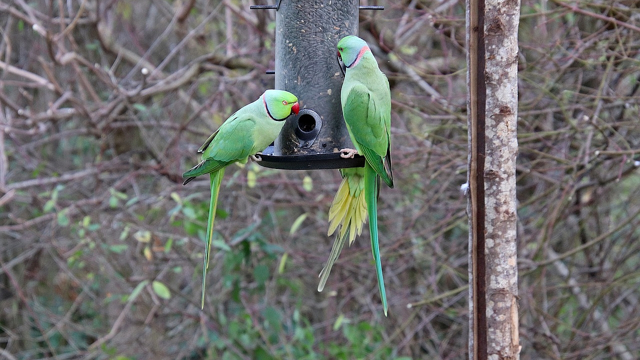 Montpellier : une invasion de perruches à collier dans le centre-ville