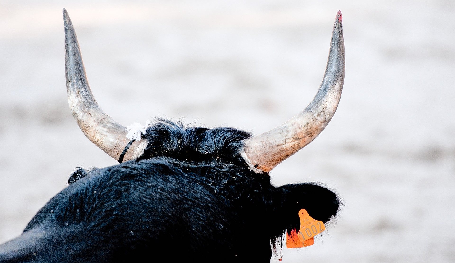 Gard : qu&rsquo;est devenu Bambino, le taureau qui a fait le buzz à bord d&rsquo;une 206 Cabriolet?
