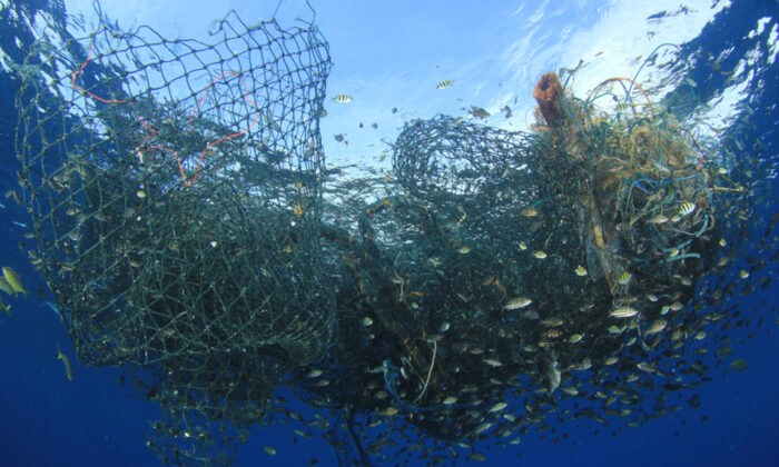 70 manchots migrateurs trouvés morts sur les plages brésiliennes après avoir nagé dans des filets de pêche