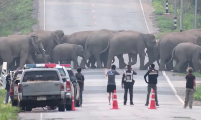 50 éléphants bloquent la circulation pour traverser une autoroute en Thaïlande