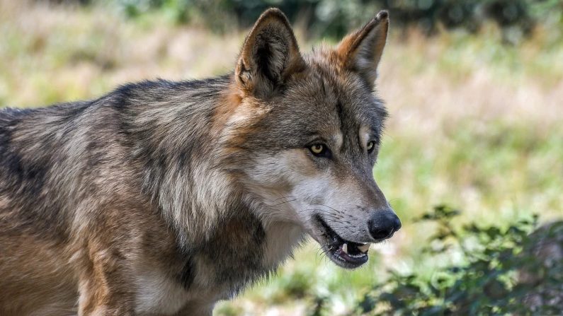 Drôme : un chien tué par un loup dans le jardin d’une maison