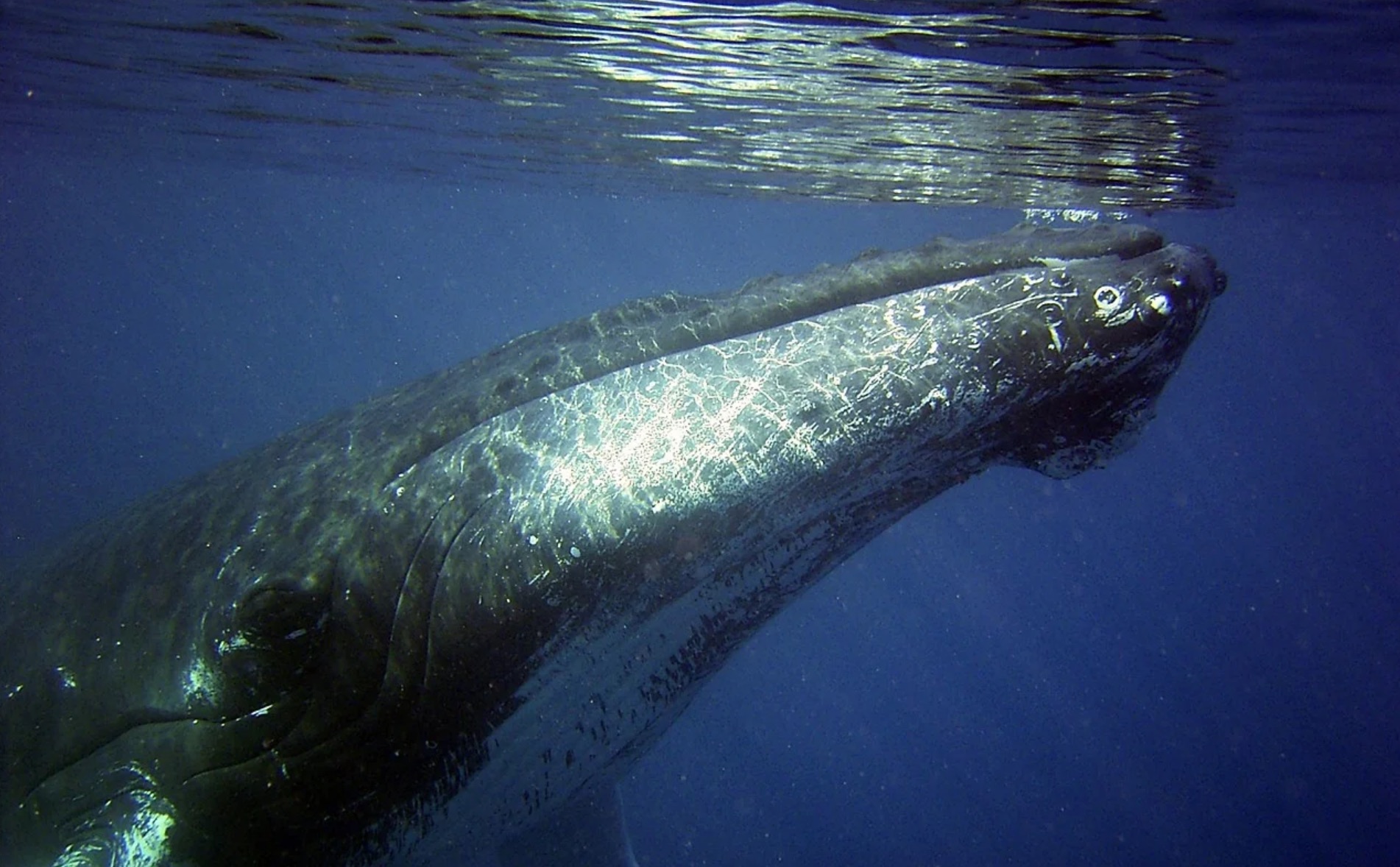 Var : ils rencontrent une baleine au large du Pradet en pleine partie de pêche (vidéo)