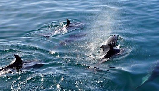 Des dauphins aperçus dans la Garonne à Bordeaux, un phénomène exceptionnel