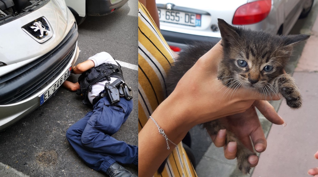 Tarn-et-Garonne : des policiers sauvent un chaton coincé dans le bloc moteur d&rsquo;une voiture