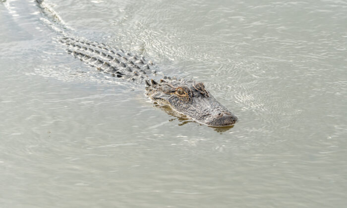 États-Unis : un papa sauve son enfant de 4 ans d&rsquo;un alligator de plus de 3 m dans un ruisseau près de la maison familiale