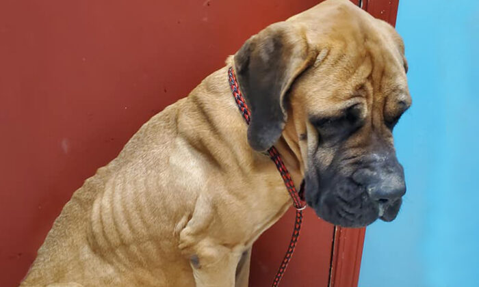 Une chienne exploitée et émaciée est trouvée dans la rue et reçoit une deuxième chance