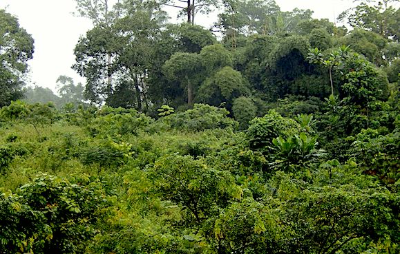 Cameroun : le gouvernement annule le projet d&rsquo;exploitation de 68 000 hectares de forêt vierge