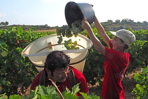 En Europe, le rude labeur des saisonniers étrangers au révélateur du coronavirus