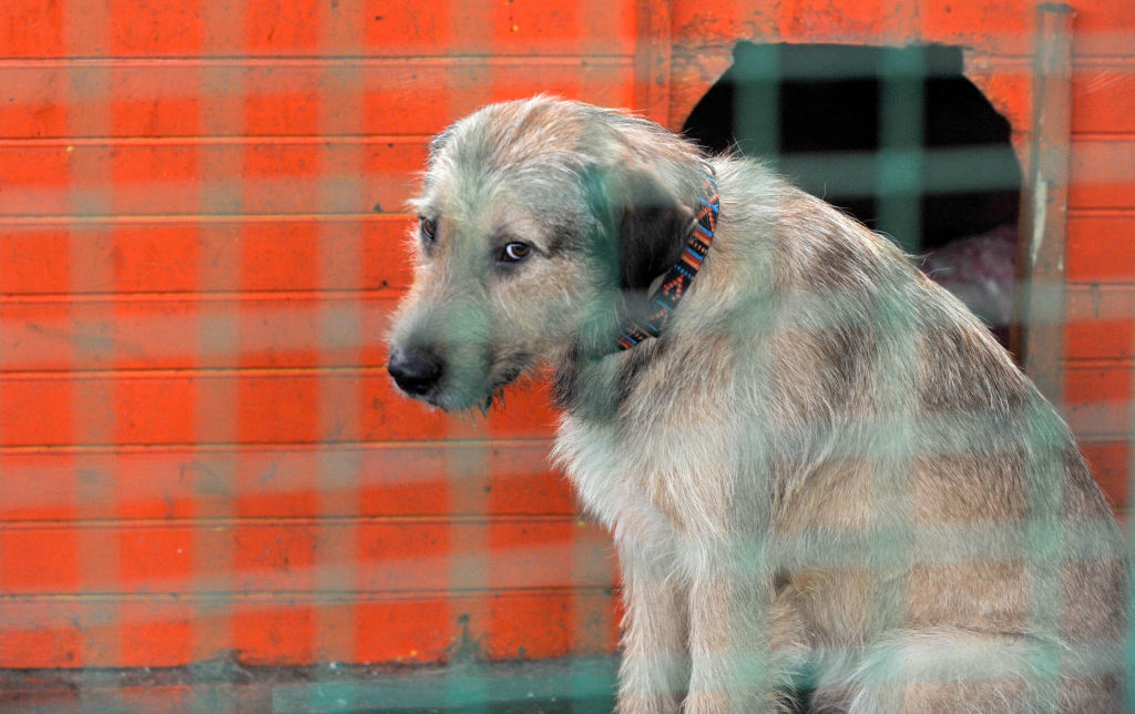 Un jeune sapeur-pompier parcourt la Bretagne à vélo pour lutter contre les abandons d&rsquo;animaux