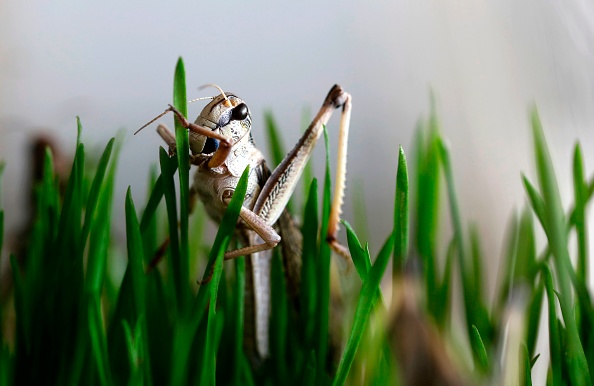 Envie de protéines ? Mettez des sauterelles dans votre assiette