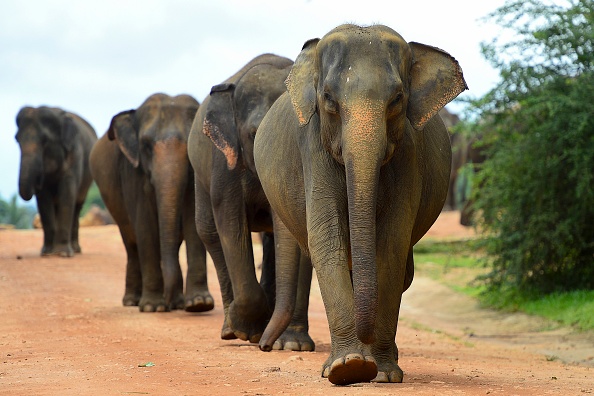 Pour protéger les éléphants et les cerfs, le Sri Lanka va interdire l&rsquo;importation de produits plastiques
