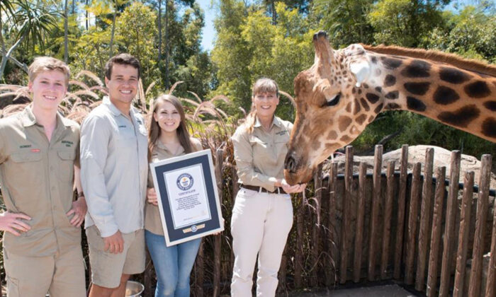 « Forest », l&rsquo;imposante girafe du zoo d’Australie, culmine à 5,70m – la plus grande du monde