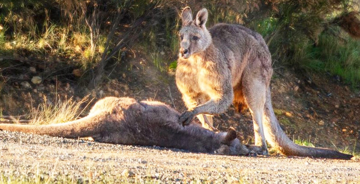 Une photo déchirante montre le deuil d&rsquo;un kangourou auprès de sa compagne tuée lors d&rsquo;un excès de vitesse