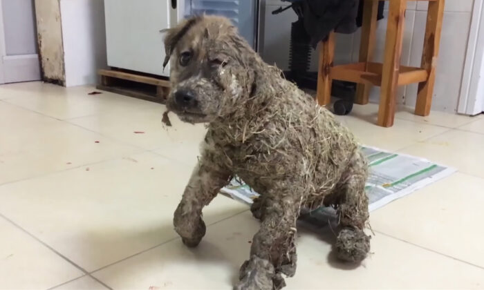 Un chiot complètement englué de colle est adopté par une « famille géniale » après avoir été sauvé