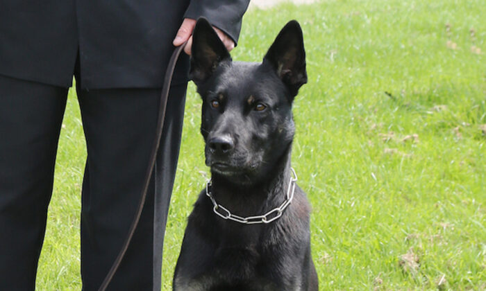 Lors de son premier jour de service, un chien policier localise une maman et son bébé disparus : « Sains et saufs, mais transis »