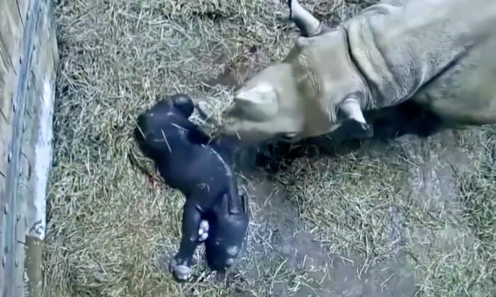 Un bébé rhinocéros noir naît au zoo de Cincinnati – les images sont adorables
