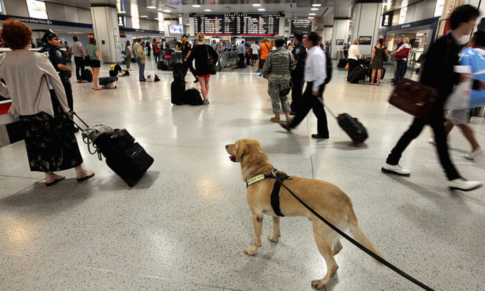 Des chiens policiers formés pour flairer les appareils : un changement qui permet d&rsquo;attraper ceux qui font de la pornographie enfantine