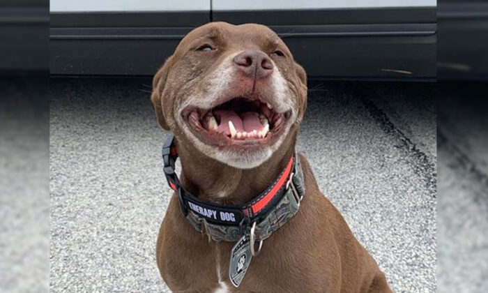Un pitbull croisé non adopté devient le premier officier de sauvetage au poste de police de Philadelphie