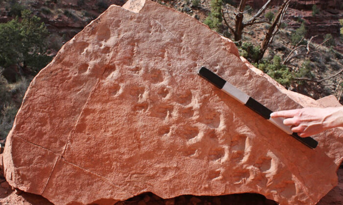 Les plus anciennes empreintes fossiles de vertébrés jamais trouvées, au Grand Canyon, ont 313 millions d&rsquo;années