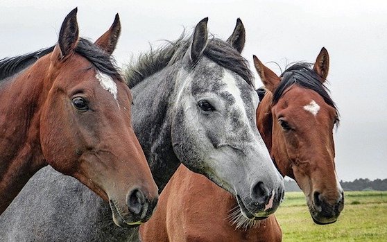 Appel à témoin après un nouveau cas de cheval mutilé dans le Jura