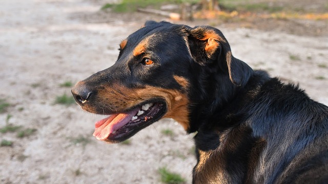 Seine-Maritime : le chien Isko, atteint d&rsquo;un cancer, a été opéré avec succès grâce à l&rsquo;argent de la cagnotte