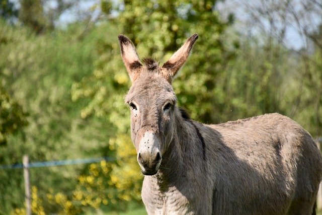 Pyrénées-Orientales : l&rsquo;âne Bouriquet, embourbé dans des sables mouvants pendant 4 heures, est sauvé par les pompiers