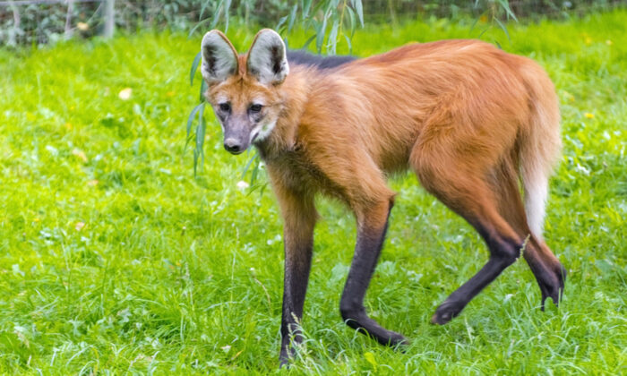 Cet animal « mi-chien, mi-loup, mi-cerf » étonne le monde entier – voici de quoi il s&rsquo;agit :