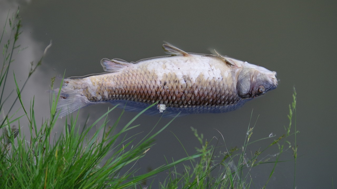 Pollution en Haute-Loire : des milliers de poissons retrouvés morts