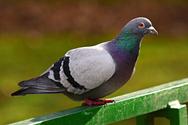 Ce pigeon breton vaut une véritable fortune après avoir remporté un concours international
