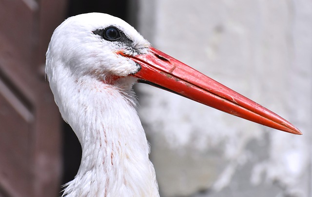 [Vidéo] Une cigogne s&rsquo;invite dans la cuisine d&rsquo;un conseiller municipal de Cernay en Alsace