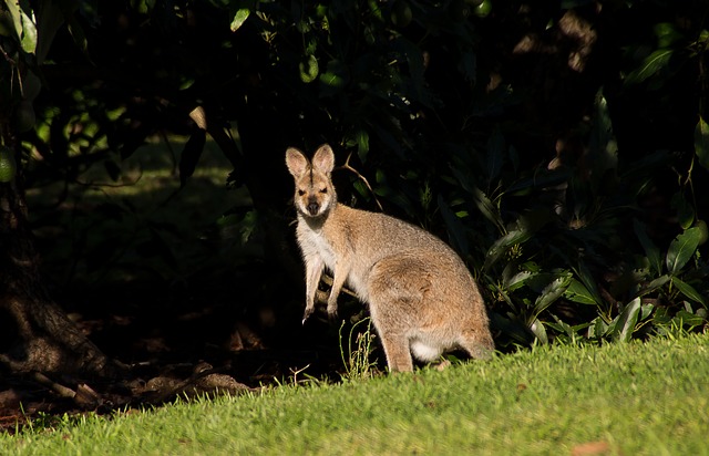 [Vidéo] Il filme un wallaby près de Rennes, en pleine nuit au milieu de la route